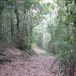 Along an old logging track.