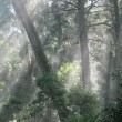 Sun shining through the mist and hoop pine branches.