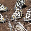 Caper white butterfly - 50+ butterflies over the ground. Capparis arborea is a rainforest food tree.