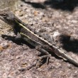 Tommy round head - Small dragon often seen near the front rock garden.