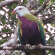 Wompoo fruit- dove