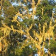 Lichen is drapped over many branches high in the trees.