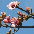 Brachichiton discolour Kurrajong Pink flowers in summer.