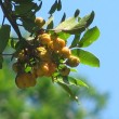 Cupaniopsus Parvi. Fruit in Dec-Jan. Eaten by paradise rifle-bird, bower birds if the brush tailed mountain possum doesn't get there first