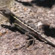 Tommy round head - Small dragon often seen near the front rock garden.