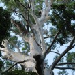 Sydney Blue Gum. Big old emergent tree